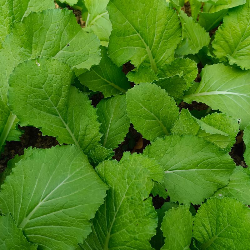 Mustard Greens Mustard Greens