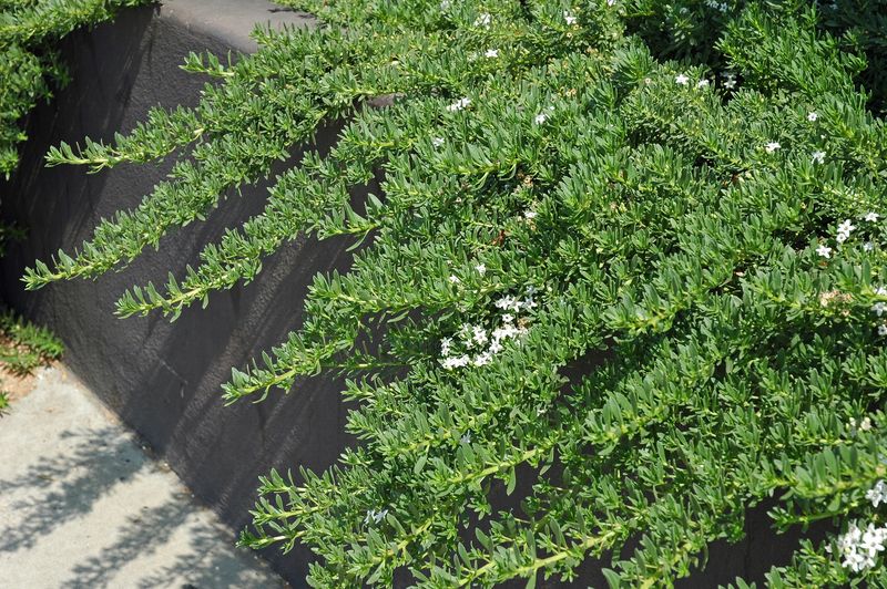Myoporum Parvifolium Covers Large Hot Areas Fast Myoporum Parvifolium Covers Large Hot Areas Fast