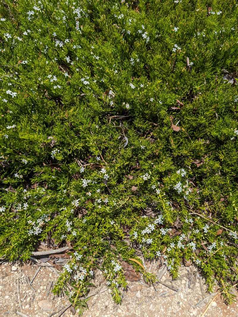 Myoporum Parvifolium Spreading Low Without Constant Fuss