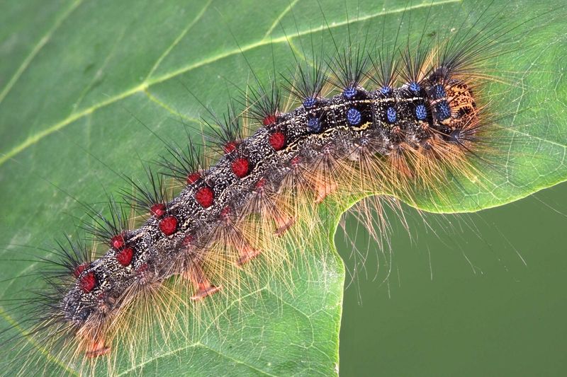 Name The Culprit Spongy Moth Name The Culprit Spongy Moth