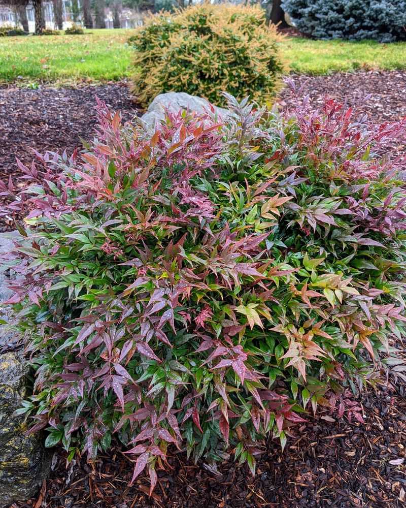 Nandina Nandina