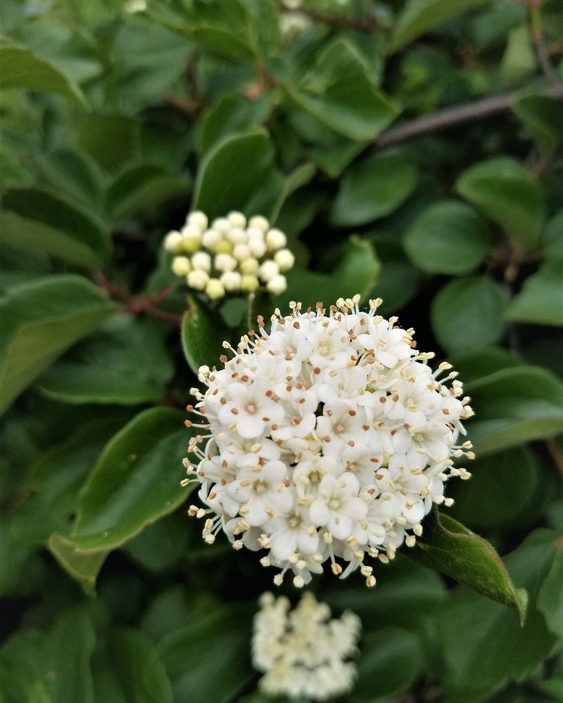 Nannyberry Is Native To Michigan