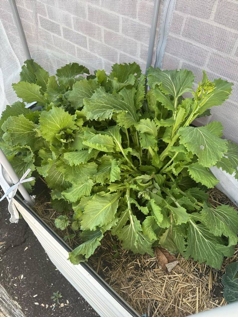 Napa Cabbage Can Abandon Its Head