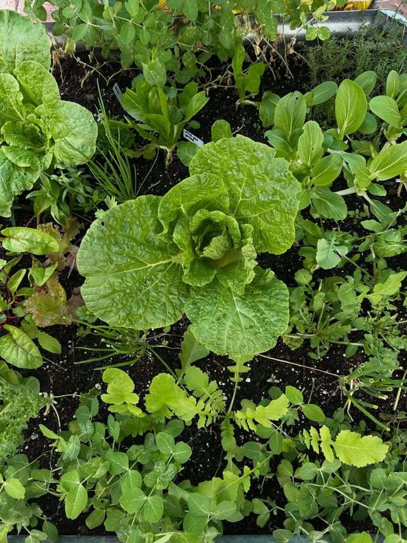Napa Cabbage Forms Better Heads In Fall Conditions Napa Cabbage Forms Better Heads In Fall Conditions