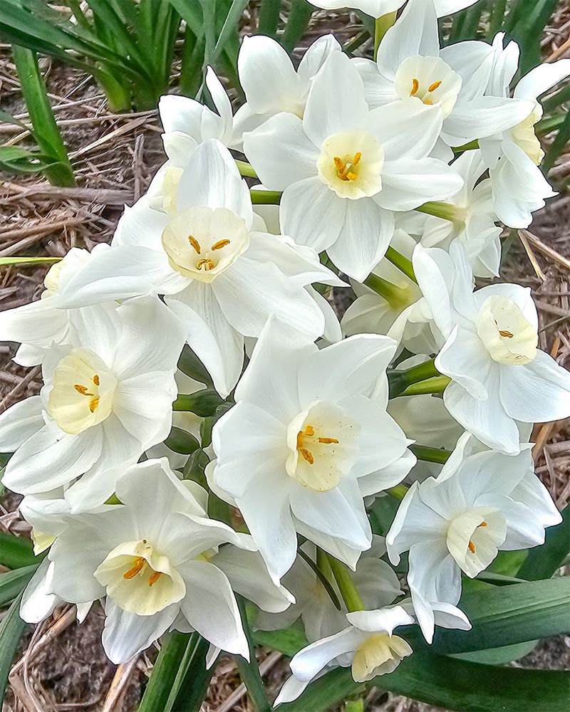 Narcissus Brings Cheerful Color During The Cooler Season