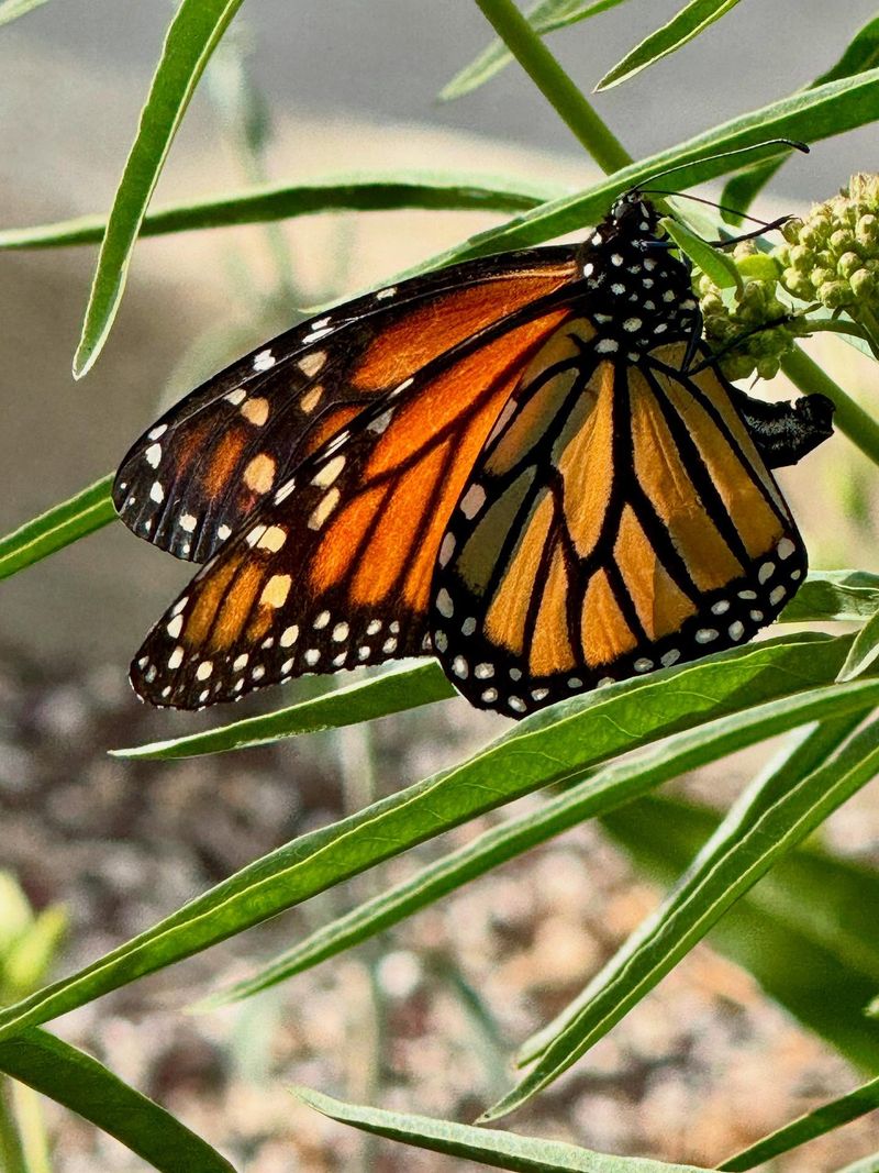 Narrow Leaves Hiding A Major Butterfly Magnet Narrow Leaves Hiding A Major Butterfly Magnet