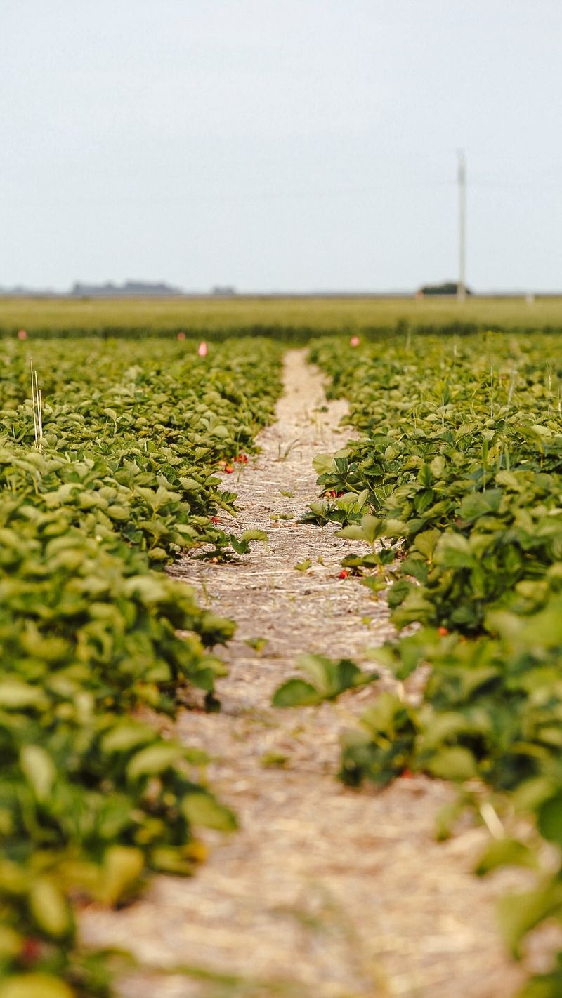 Narrow Overcrowded Rows To Clear Plant Strips Narrow Overcrowded Rows To Clear Plant Strips