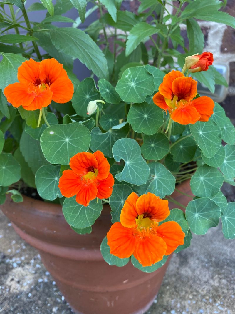 Nasturtiums Dropping Seeds Faster Than You Think Nasturtiums Dropping Seeds Faster Than You Think