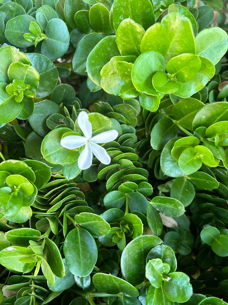 Natal Plum Makes A Dense Flowering Screen Natal Plum Makes A Dense Flowering Screen