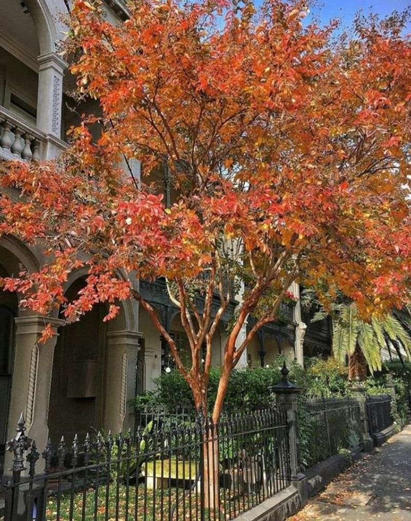 Natchez Turns Orange And Red
