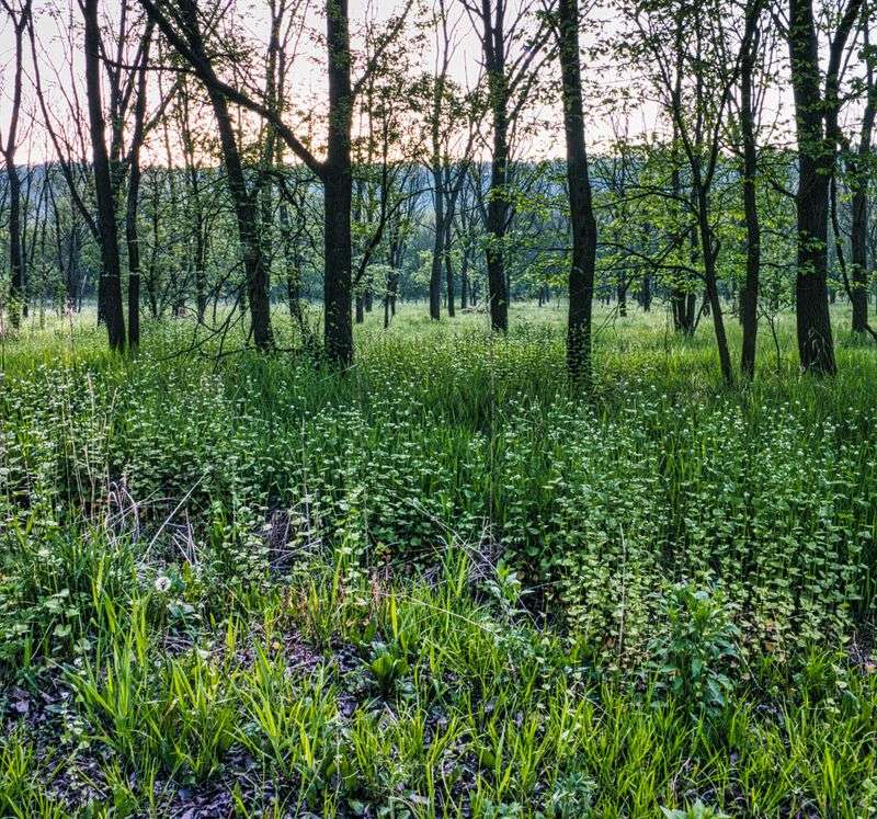 Native Alternatives Provide Better Wildlife Support