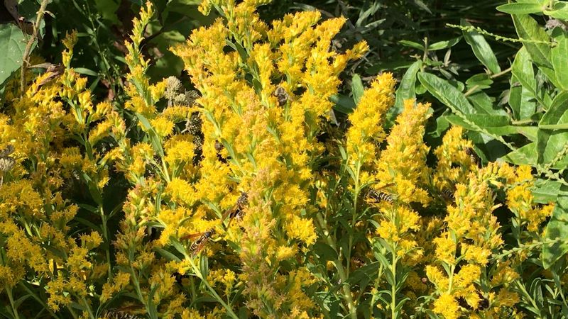 Native Bees Crowd The Golden Flowers