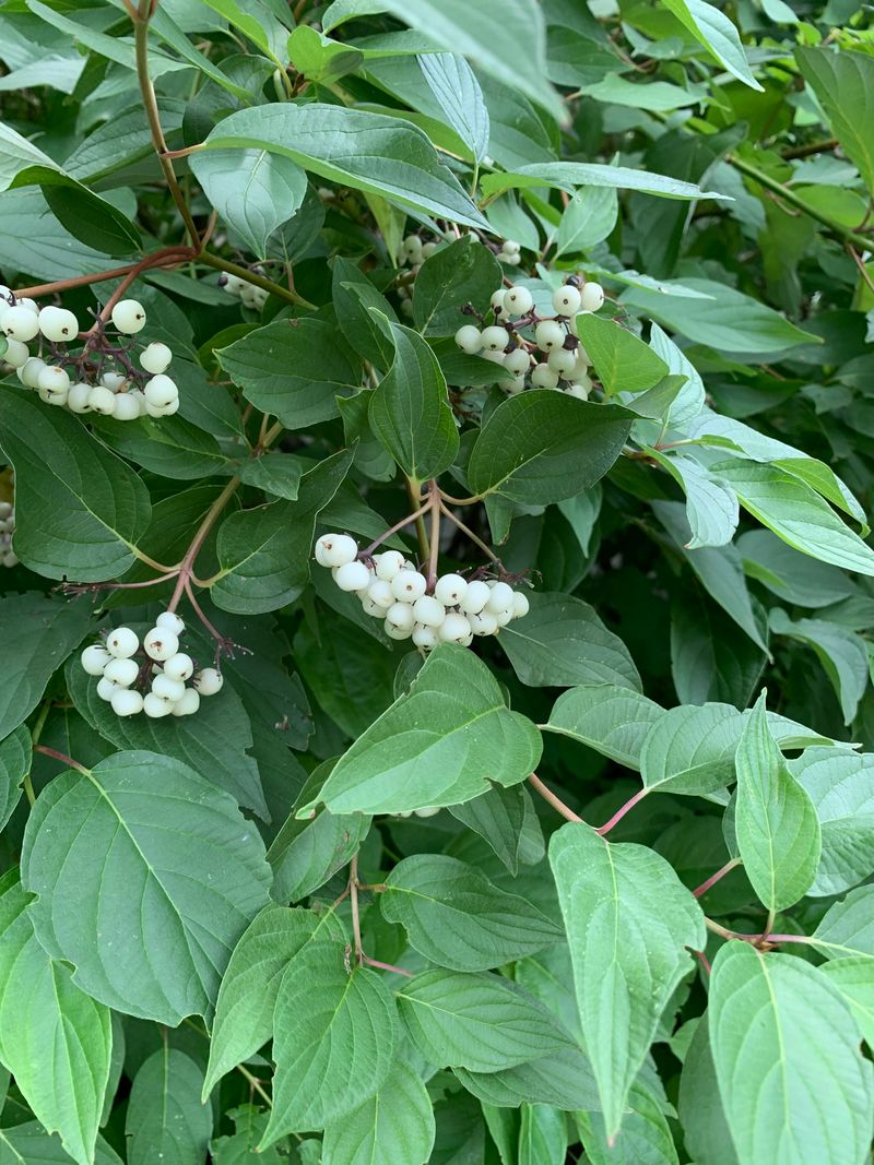 Native Bird Habitat Starts With Plants Like Gray Dogwood