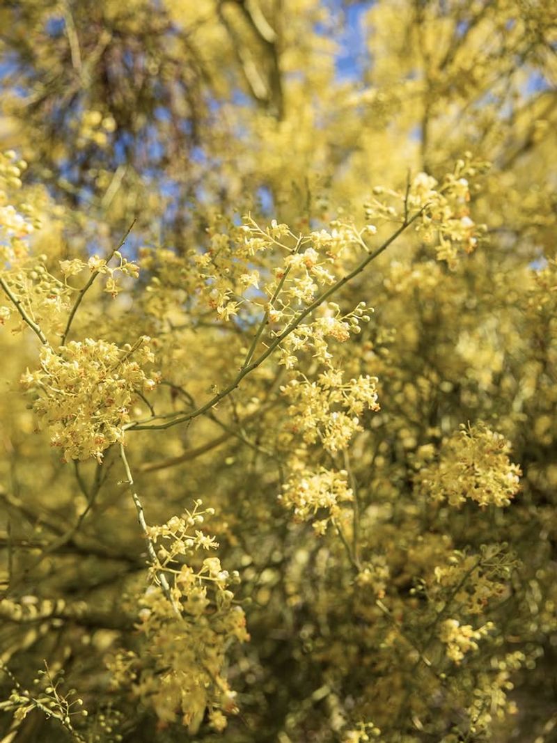 Native Blooms Attract More Pollinators