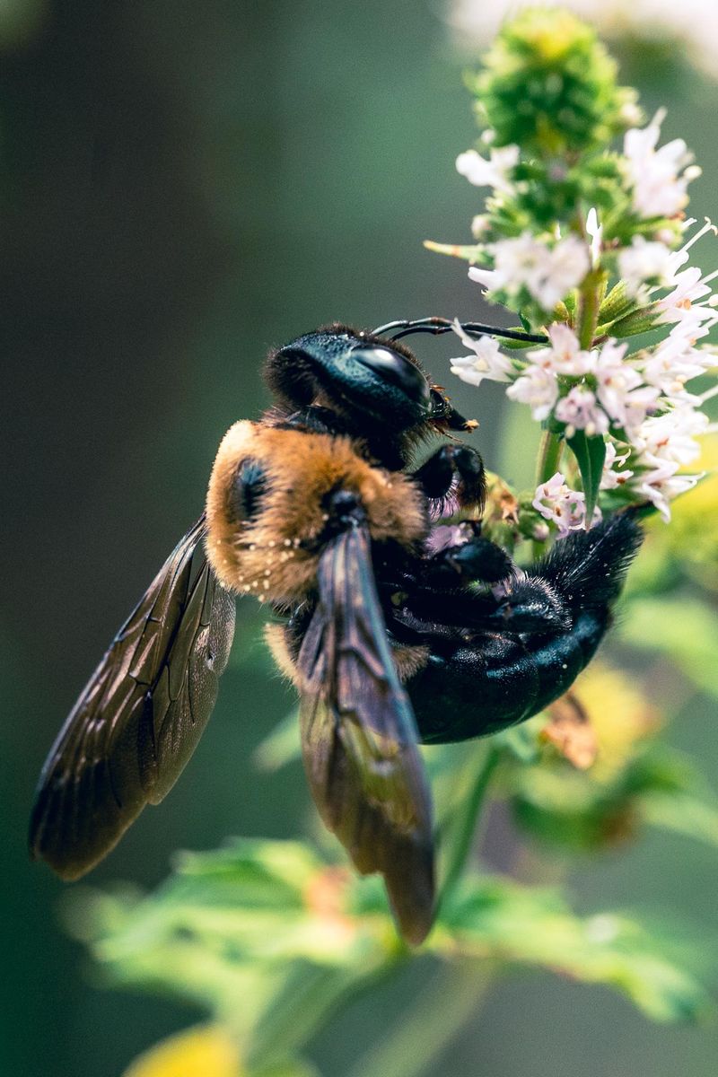 Native Bumblebees