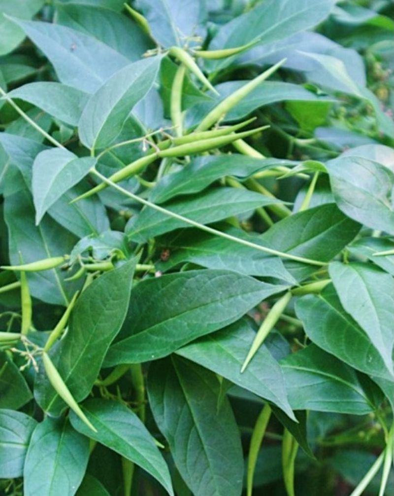Native Butterfly Plants Can Lose Space Before Summer Peaks