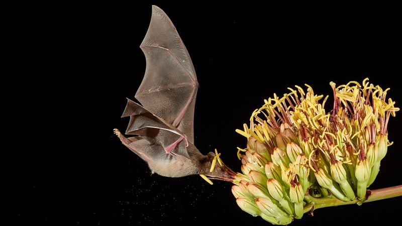 Native Desert Plants Support Nectar-Feeding Bats Native Desert Plants Support Nectar-Feeding Bats