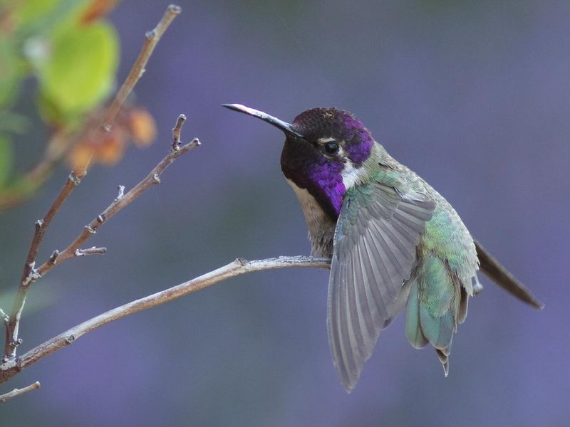 Native Flowers Match Their Desert Feeding Habits