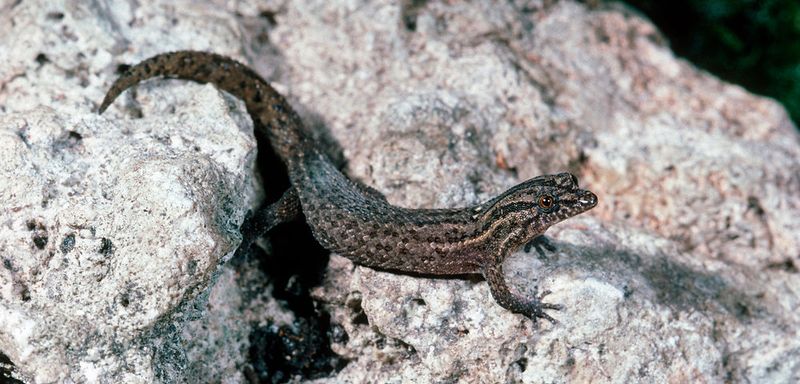 Native Geckos Still Have A Role In Florida Yards