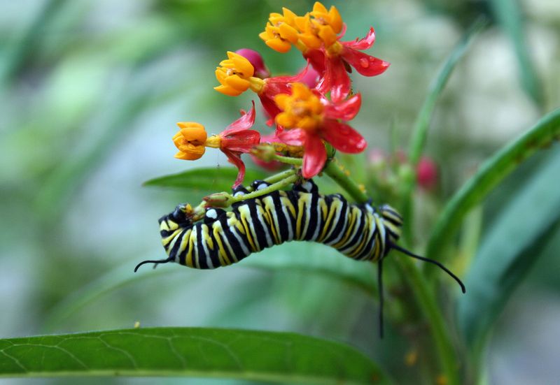 Native Milkweed Supports Monarch Caterpillars