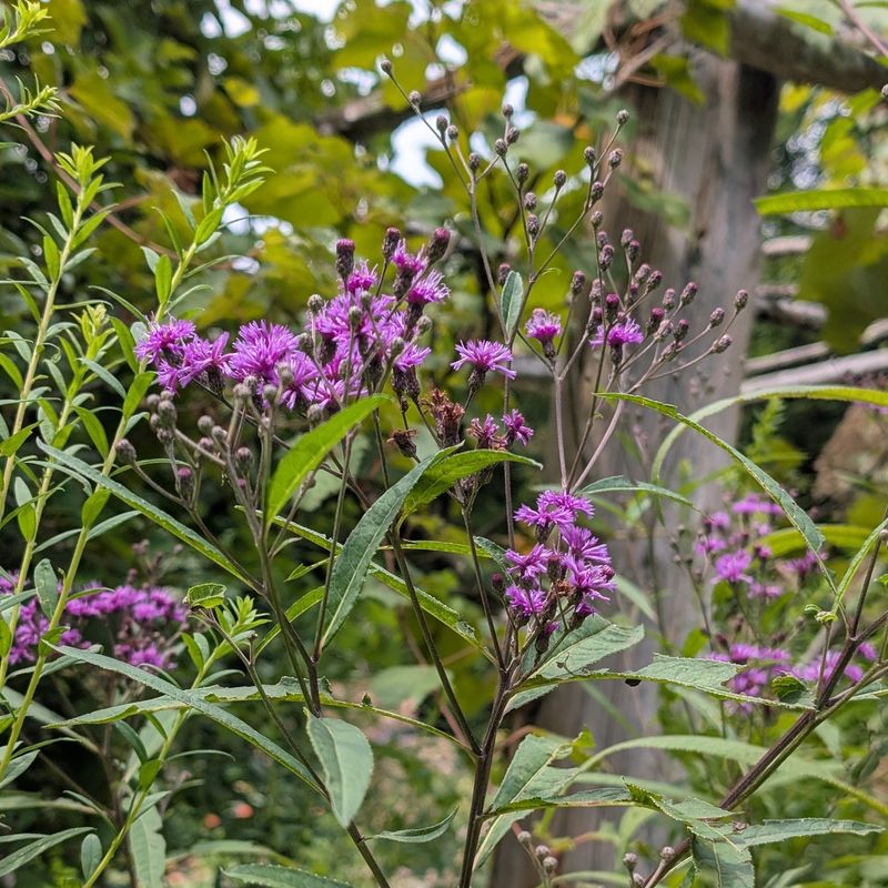 Native Origins Make This Perennial Well Suited To Local Conditions