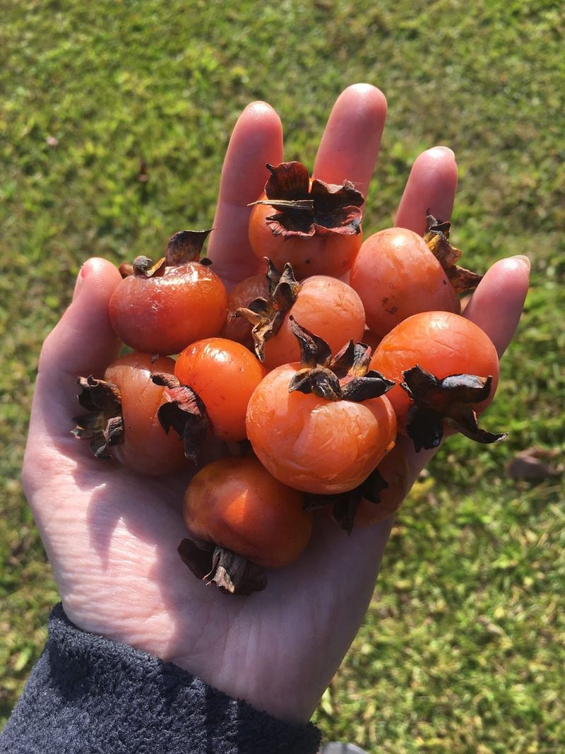 Native Persimmons Can Ripen Before Frost Arrives Native Persimmons Can Ripen Before Frost Arrives