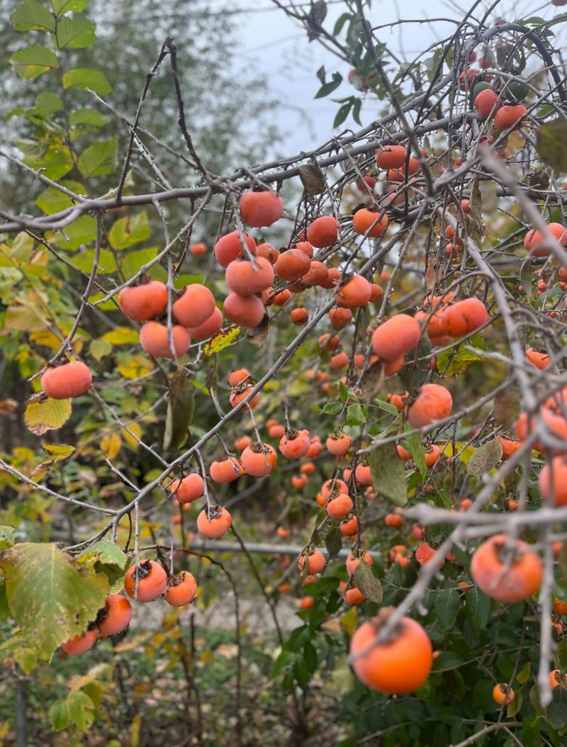 Native Persimmons Usually Need Male And Female Trees Native Persimmons Usually Need Male And Female Trees