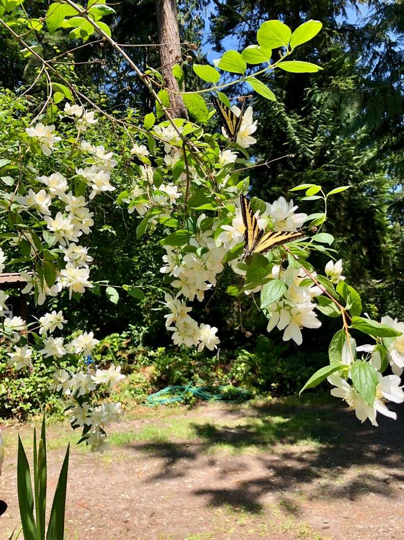 Native Plantings Give It A Natural Fit Native Plantings Give It A Natural Fit