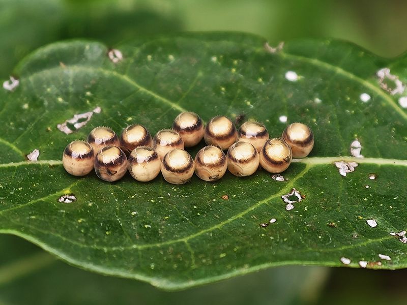 Native Plants And Beneficial Insects Suffer Too