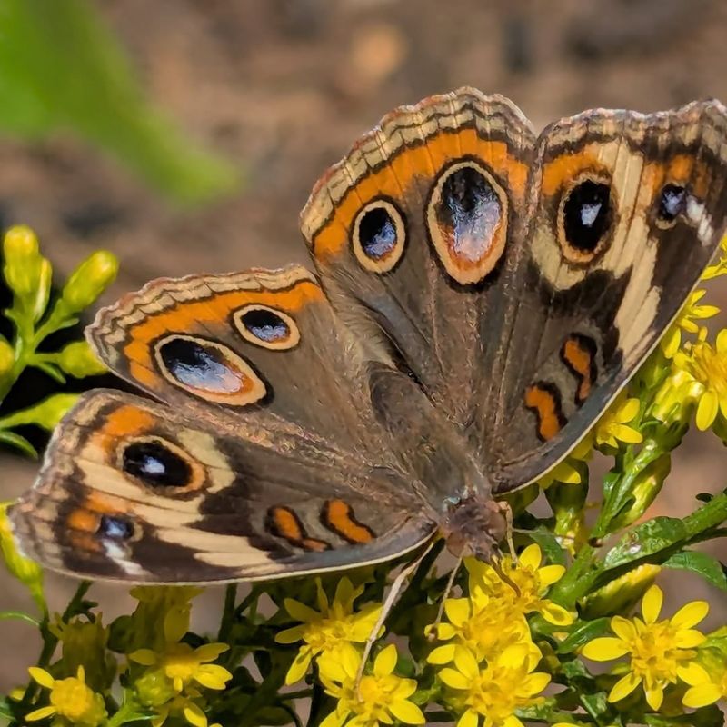 Native Plants Feed The System Indirectly