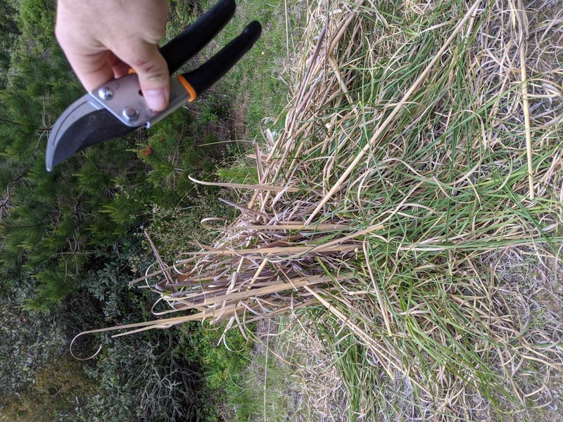 Native Plants Get Crowded Out Fast