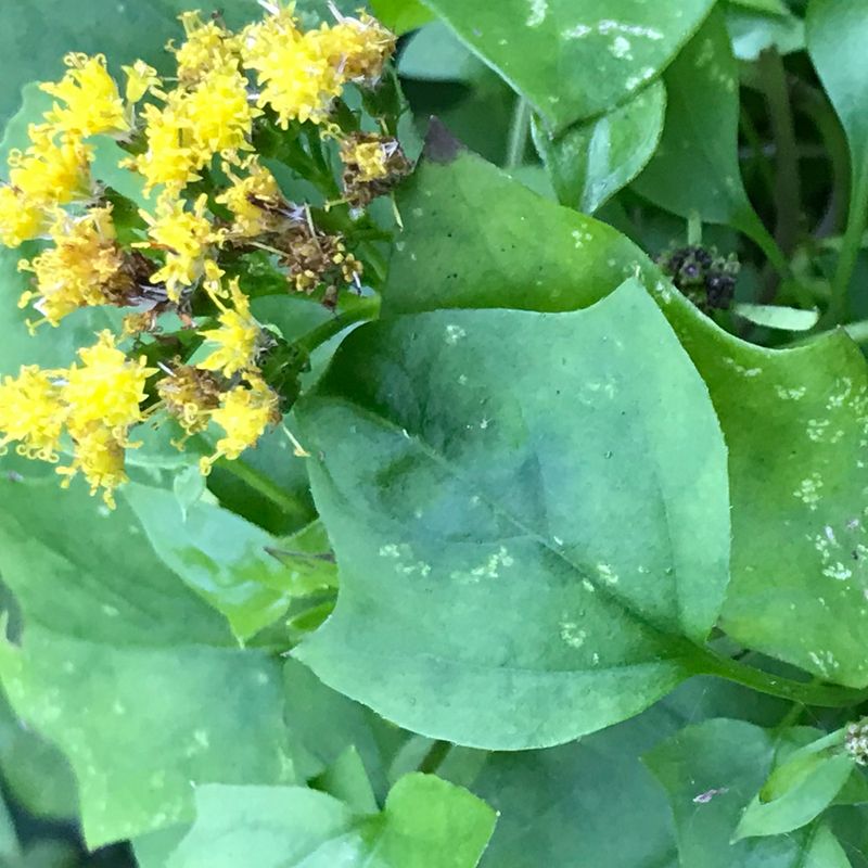 Native Plants Losing Light, Space, And Breathing Room