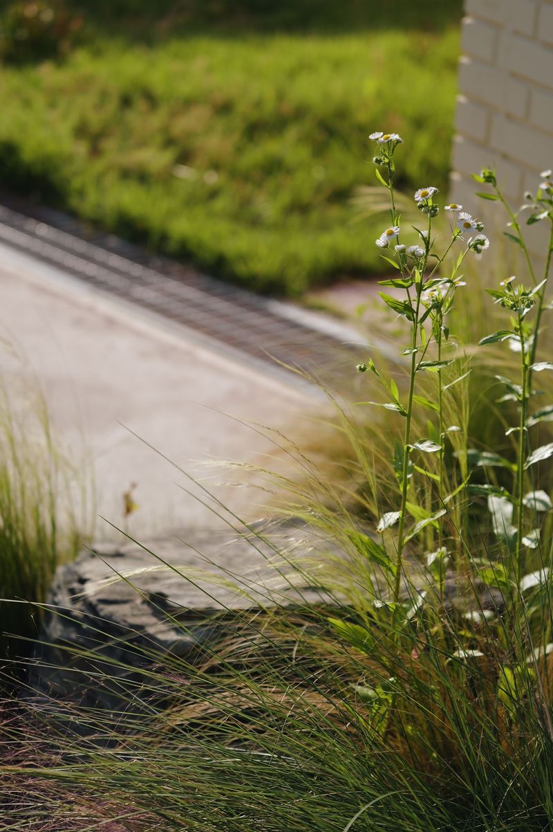 Native Plants Replacing Traditional Turf Lawns