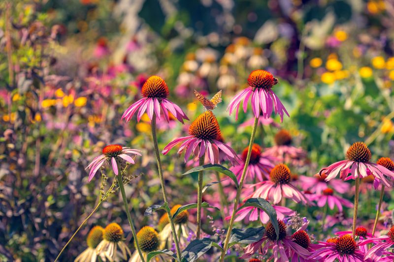 Native Plants That Support Local Ecosystems
