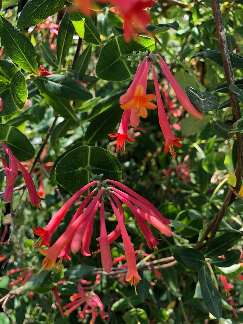 Native Plants That Support Migrating Hummingbirds