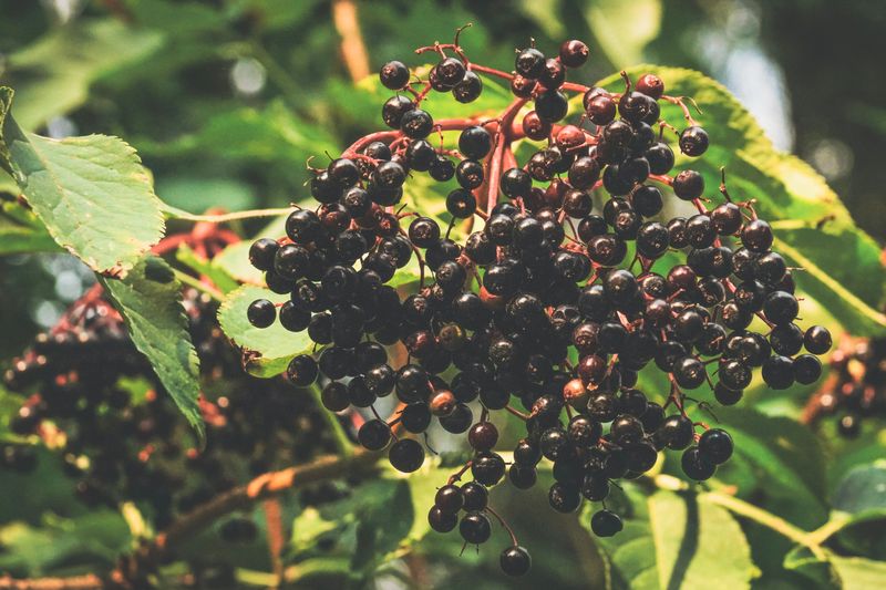 Native Plants and Shrubs That Offer Cover and Food