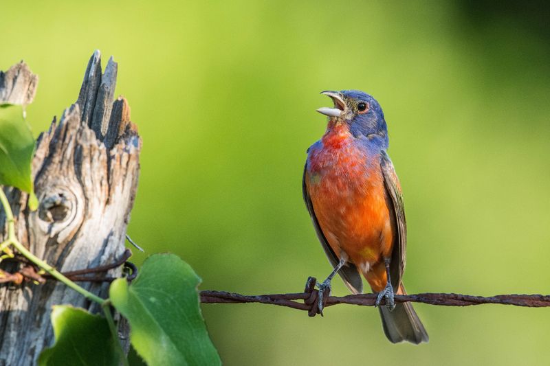 Native Range And Migration Timing Across South Carolina