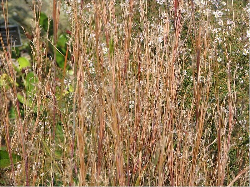 Native Root Systems Anchor Plants Through Extreme Temperature Swings Native Root Systems Anchor Plants Through Extreme Temperature Swings