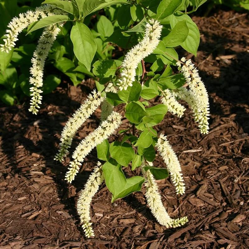 Native Roots Make Long-Term Care Easier Native Roots Make Long-Term Care Easier