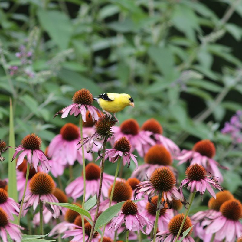 Native Seed Plants Feed Birds Without Spilling Onto The Ground Native Seed Plants Feed Birds Without Spilling Onto The Ground