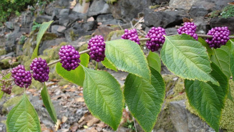Native Shrubs Bring Back Berries And Bugs Native Shrubs Bring Back Berries And Bugs