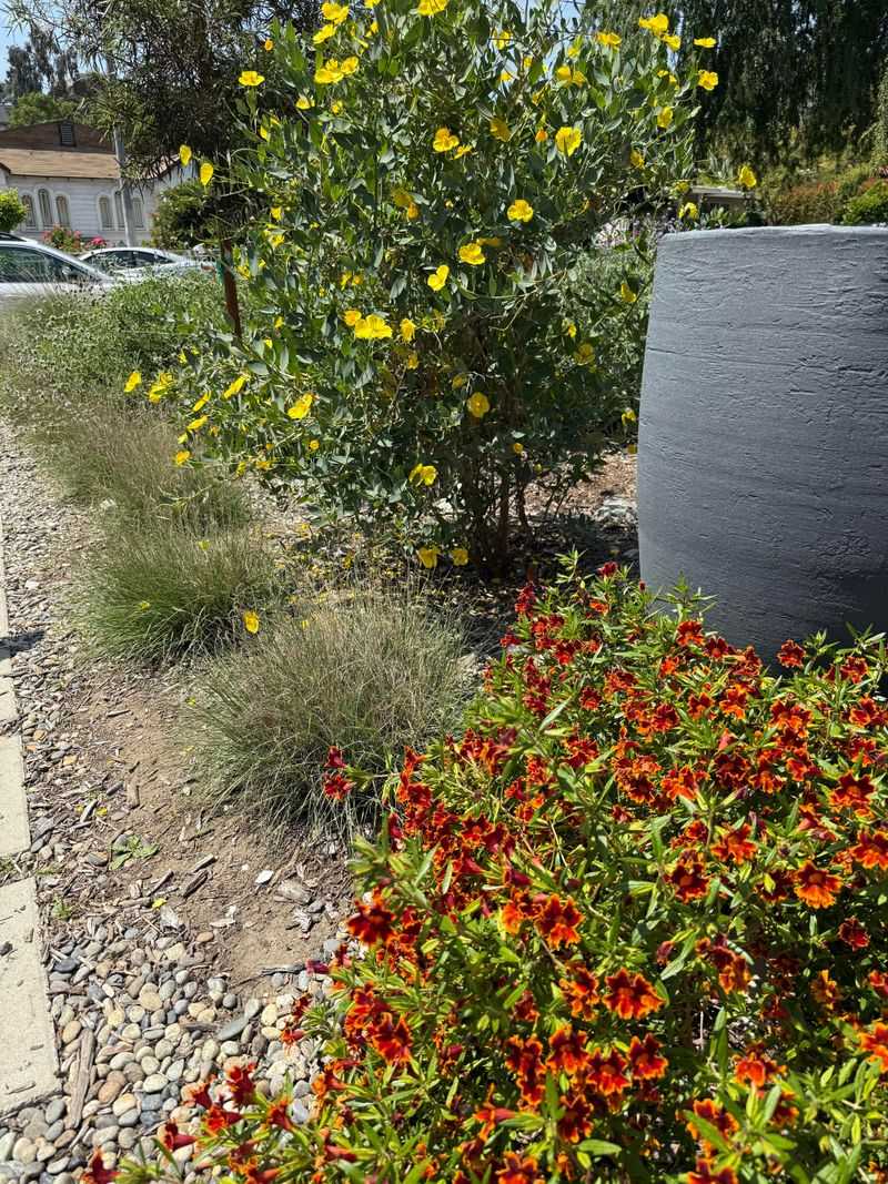 Native Shrubs Create Cooler Microclimates Native Shrubs Create Cooler Microclimates