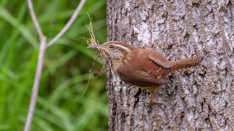 Native Shrubs Give Future Nests Better Cover Native Shrubs Give Future Nests Better Cover