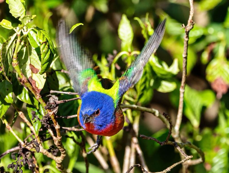 Native Shrubs Turned One Flat Yard Into Layers Of Refuge