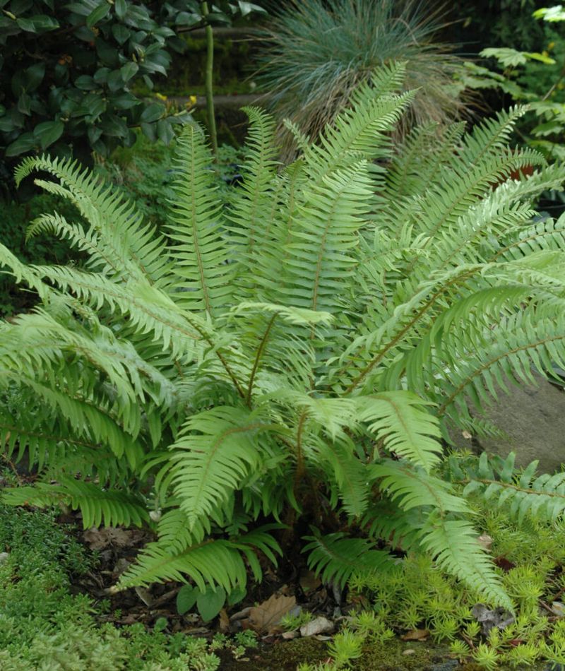 Native Sword Fern Builds A Thick Refuge In Deep Shade