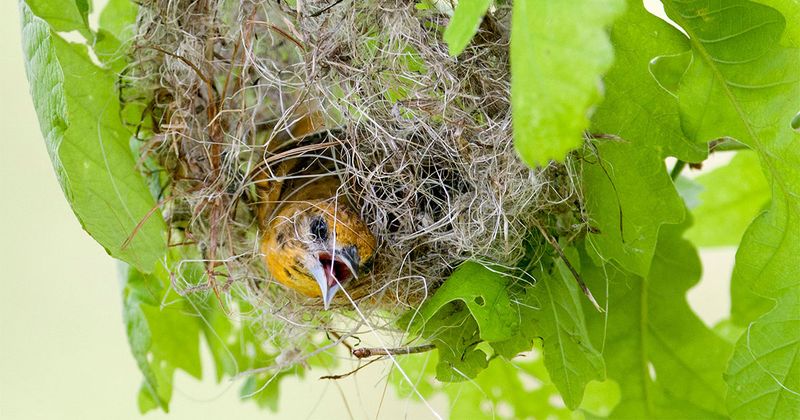 Native Trees Give Orioles More Reasons To Stay Nearby Native Trees Give Orioles More Reasons To Stay Nearby