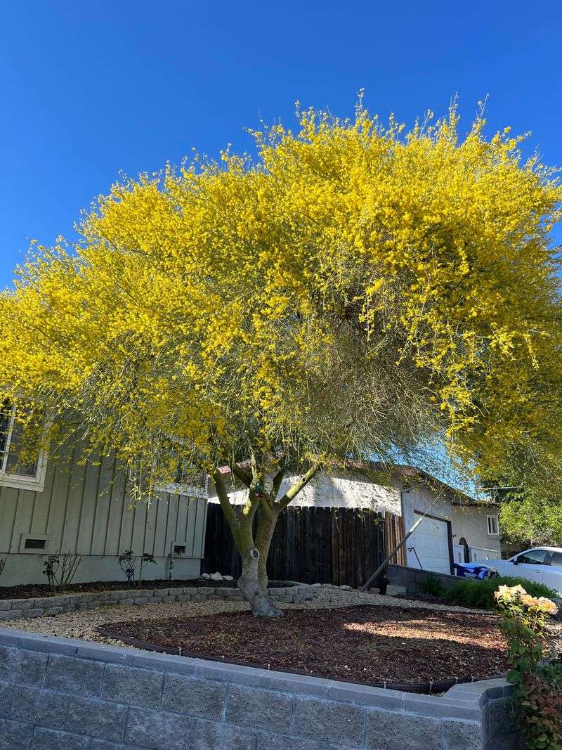 Native Trees Like Palo Verde And Mesquite Deliver Shade Fast