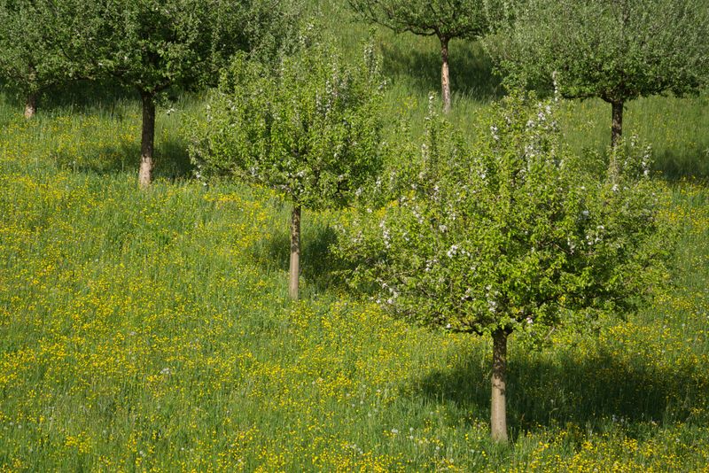 Native Trees To Plant As Replacements