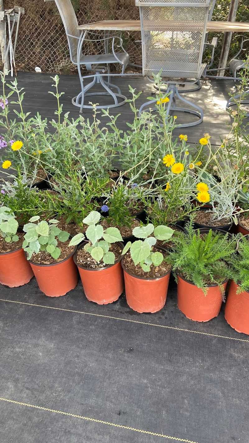 Native West Nursery - San Diego