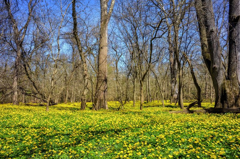 Native Wildflowers Lose Valuable Growing Space Native Wildflowers Lose Valuable Growing Space